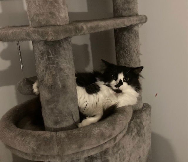 FRAN BONDED WITH MALLORY - Tuxedo / Domestic Long Hair available for adoption