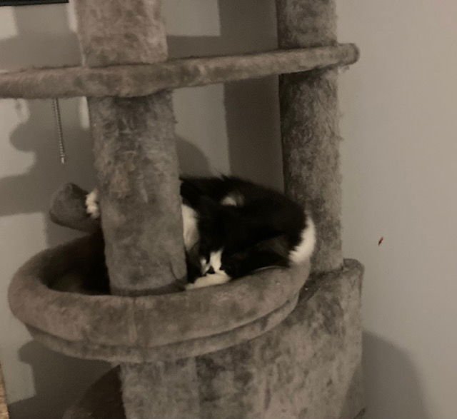 Fran bonded with Mallory - Photo 3