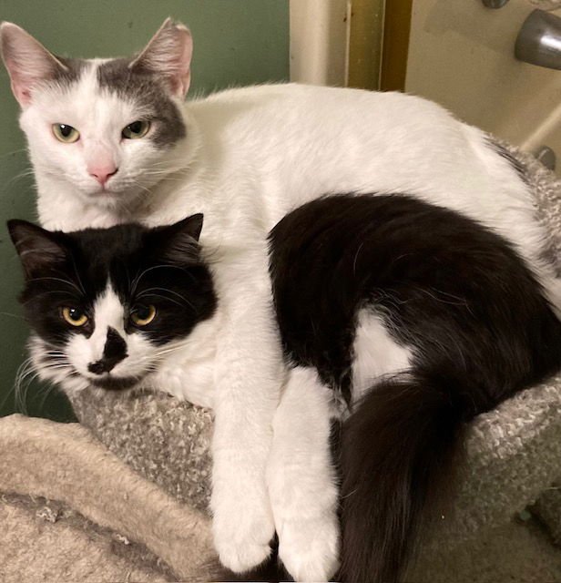 MALLORY BONDED WITH FRAN - Domestic Medium Hair available for adoption