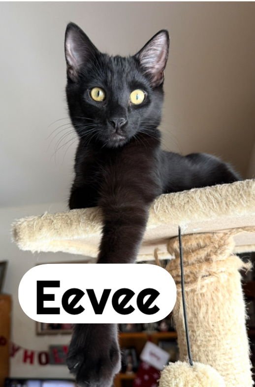 EEVEE & DITTO ~ BONDED SIBLINGS - Domestic Short Hair available for adoption