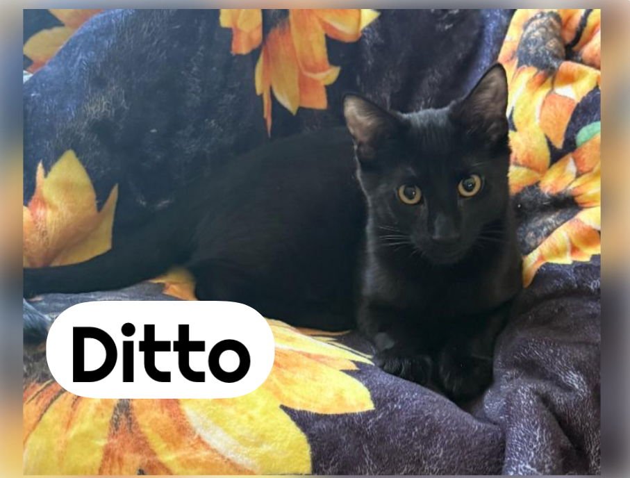 EEVEE & DITTO ~ Bonded Siblings - Photo 3