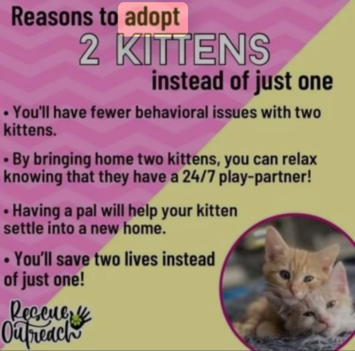 EEVEE & DITTO ~ Bonded Siblings - Photo 4