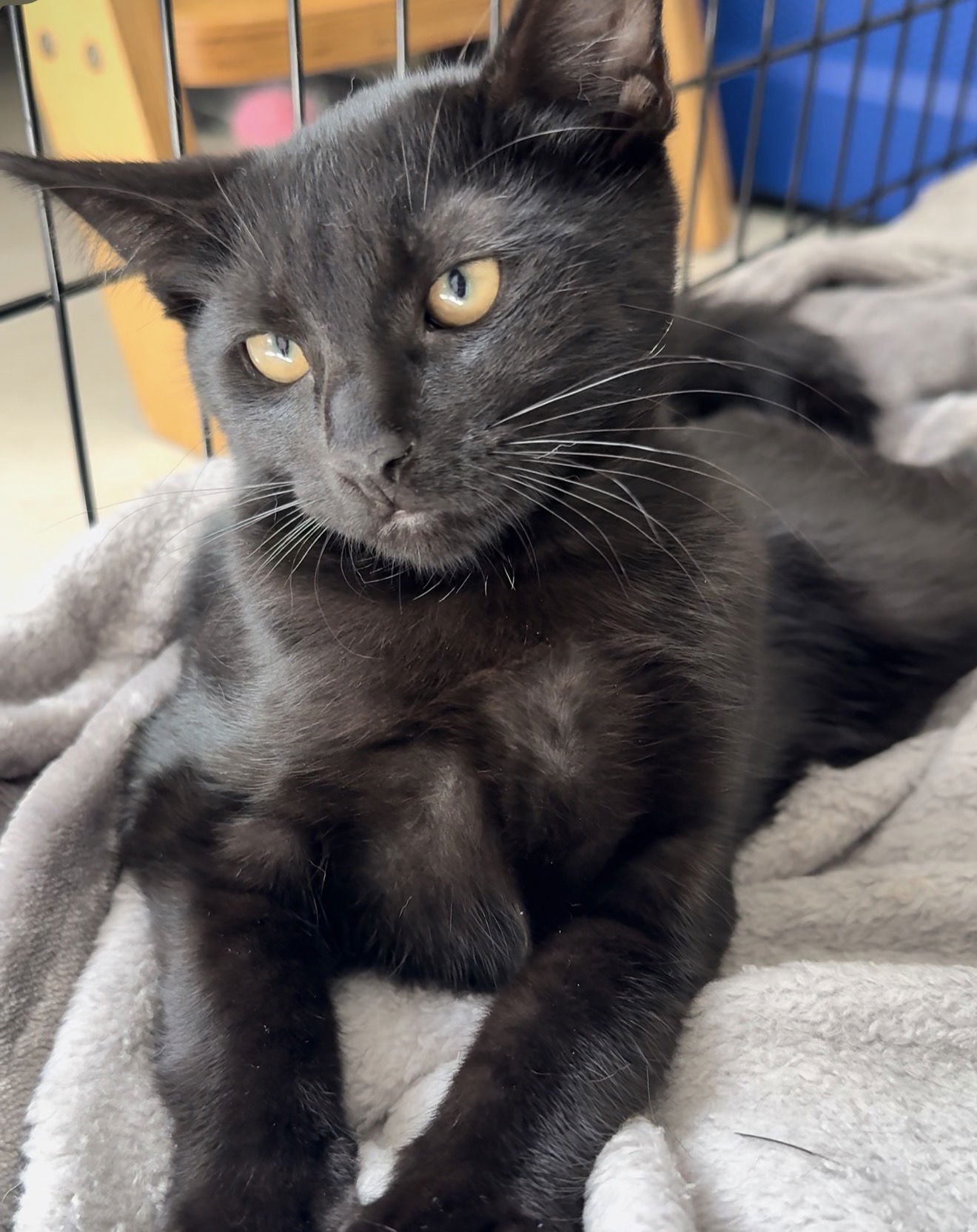 COTTON - Domestic Short Hair available for adoption