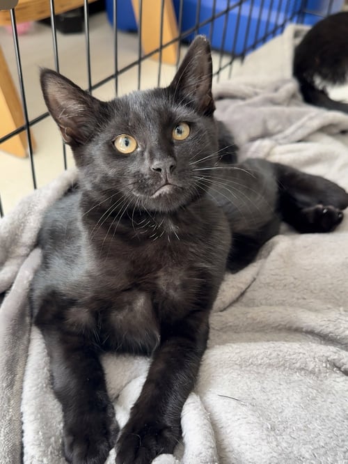 COTTON - Domestic Short Hair available for adoption