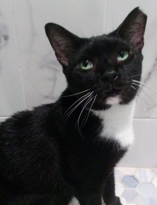 CABANABOY SC - Domestic Short Hair for adoption in Boca Raton