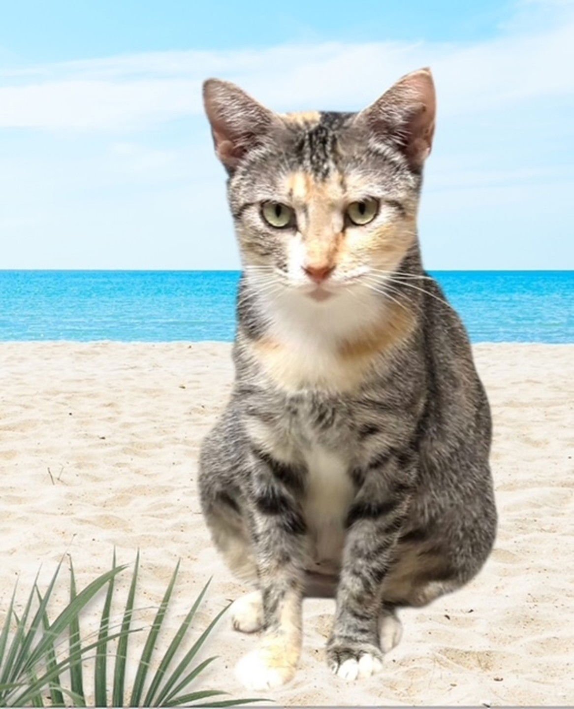 POPPY KK - Domestic Short Hair available for adoption