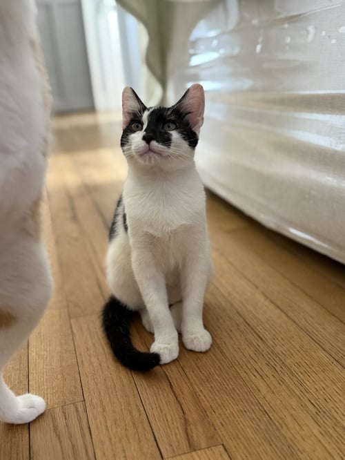 MOE - American Shorthair for adoption in Boca Raton