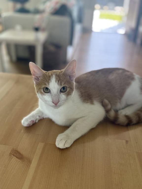 Felix Image