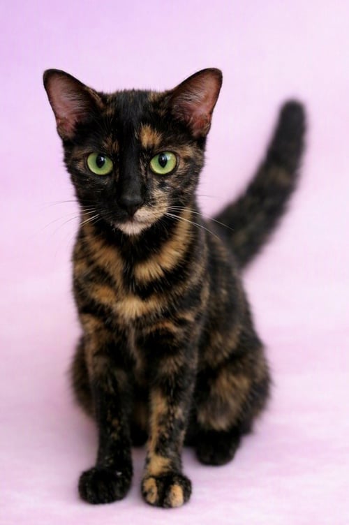 NANCY - KIT 2YR? - Tortoiseshell available for adoption