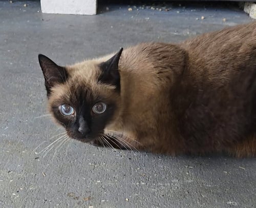 OCI MAY - Siamese / Domestic Short Hair for adoption in Boca Raton