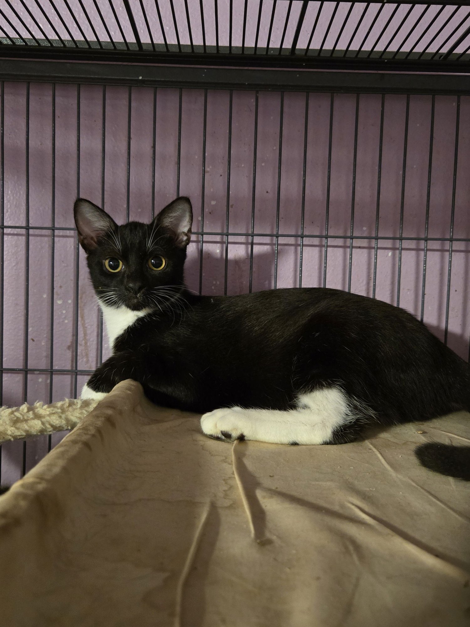 PENNY MAY - Domestic Short Hair for adoption in Boca Raton