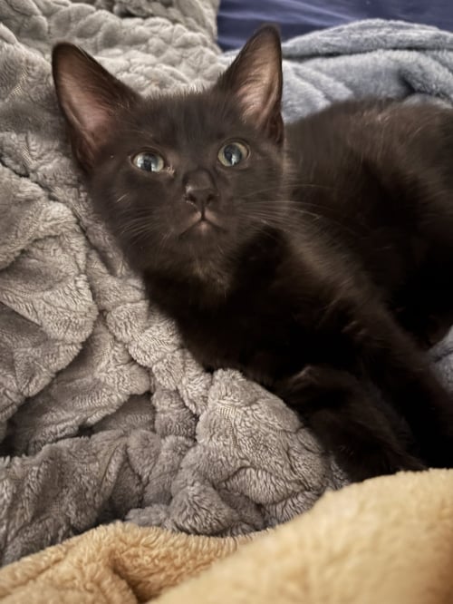 RAVEN JB - Domestic Short Hair for adoption in Boca Raton