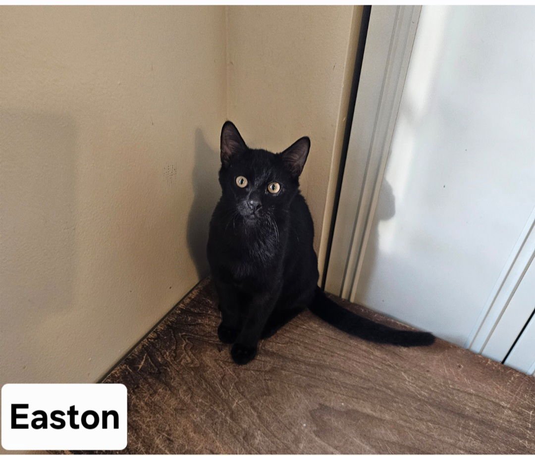 EASTON.     ML - Domestic Short Hair available for adoption