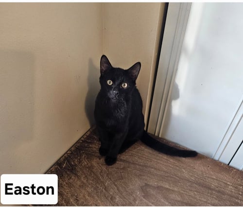 EASTON.     ML - Domestic Short Hair for adoption in Boca Raton