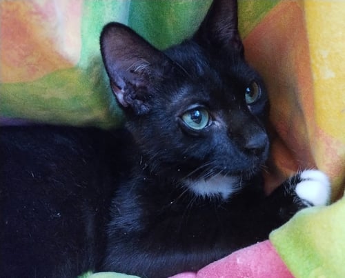 MARLOWE SCC - Domestic Short Hair for adoption in Boca Raton