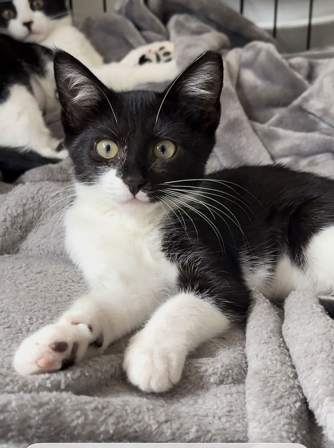 LACE - Domestic Short Hair available for adoption