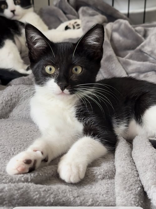 LACE - Domestic Short Hair available for adoption