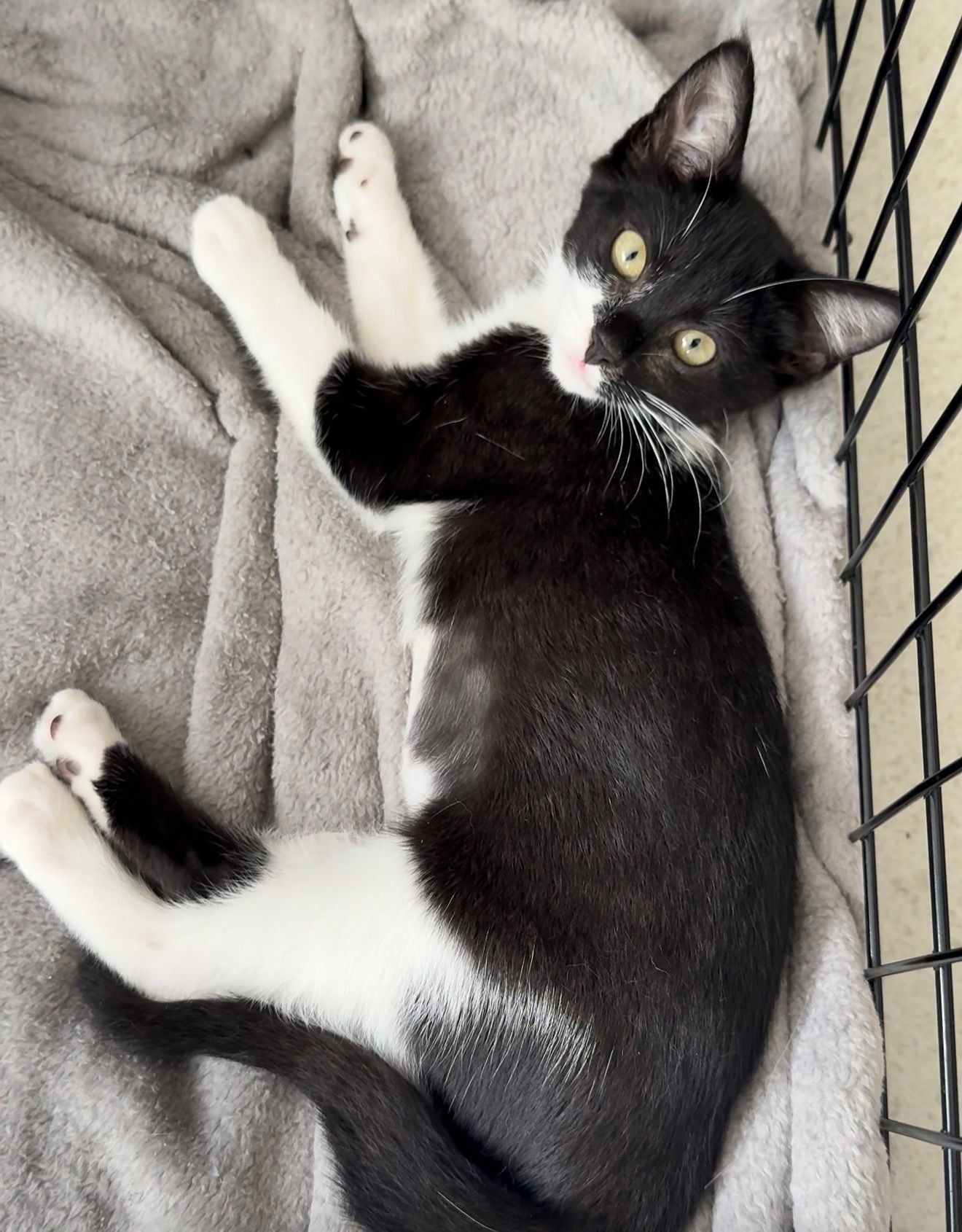 LACE - Domestic Short Hair available for adoption