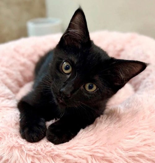 NIKITA - KIT 3MTH - Domestic Short Hair available for adoption