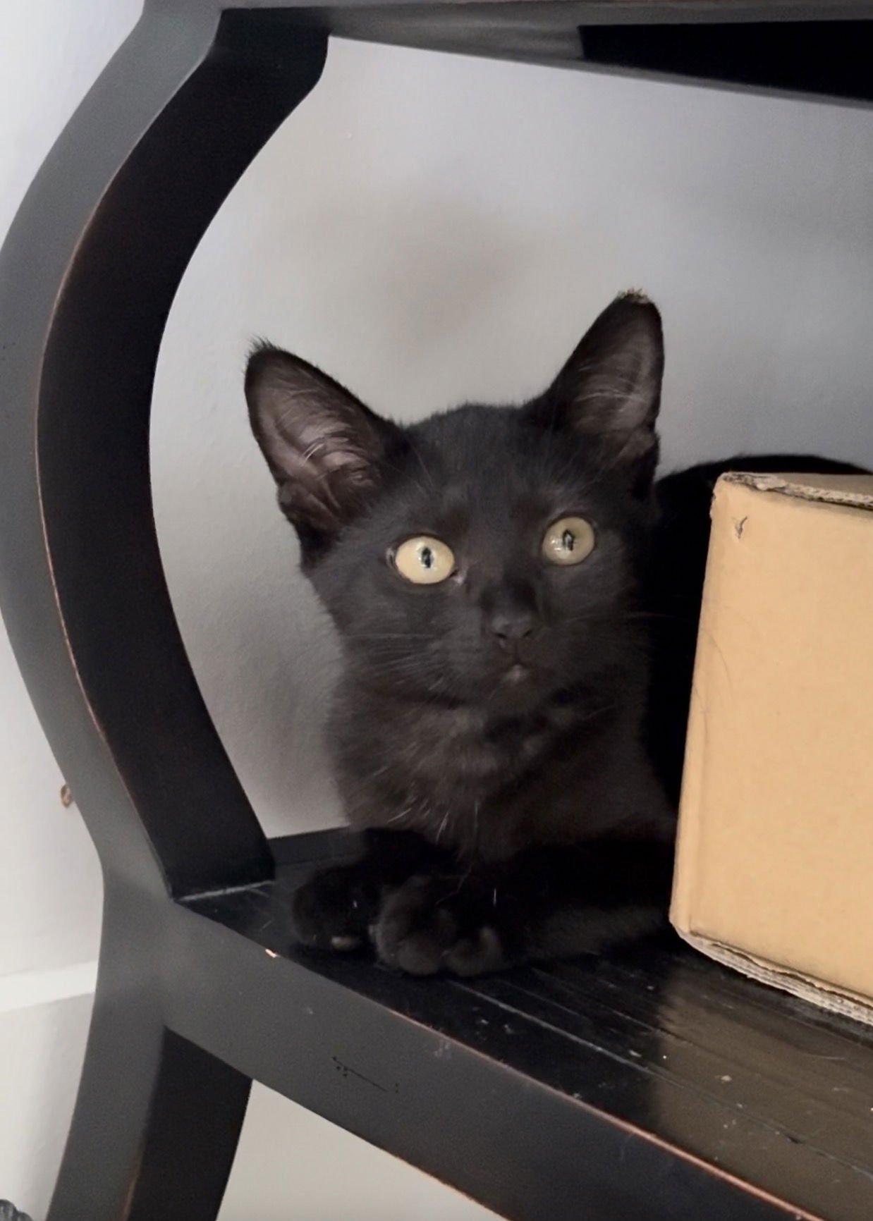 VELVET - Domestic Short Hair available for adoption