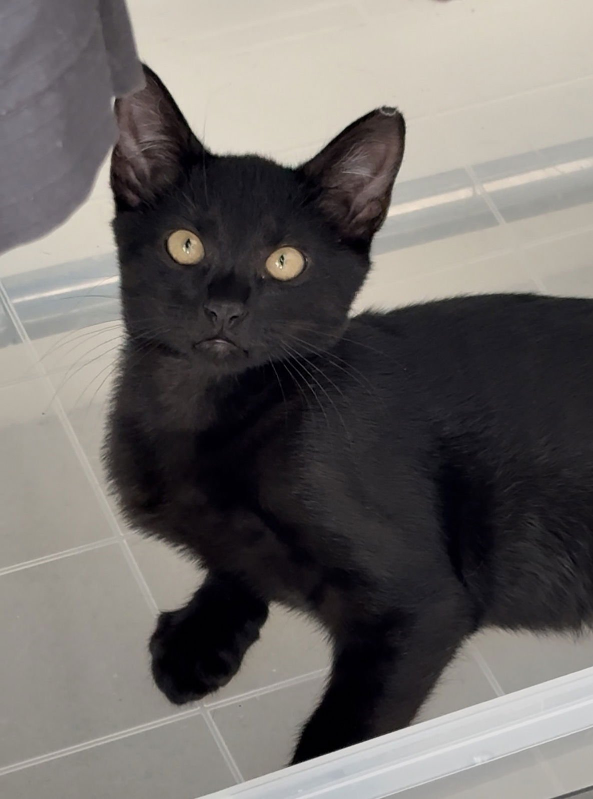 VELVET - Domestic Short Hair available for adoption