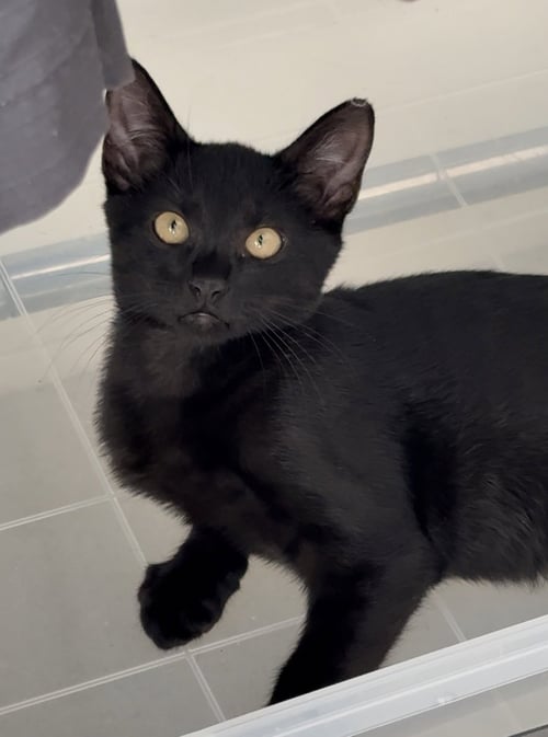 VELVET - Domestic Short Hair available for adoption