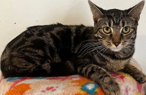 REGGIE KS - Domestic Short Hair for adoption in Boca Raton