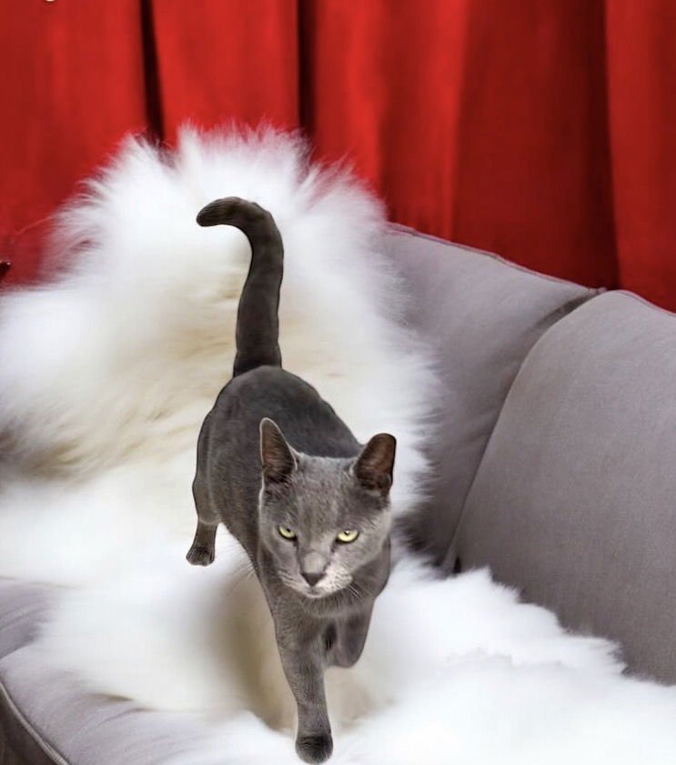 ASH - KIT 6 YRS - Domestic Short Hair available for adoption