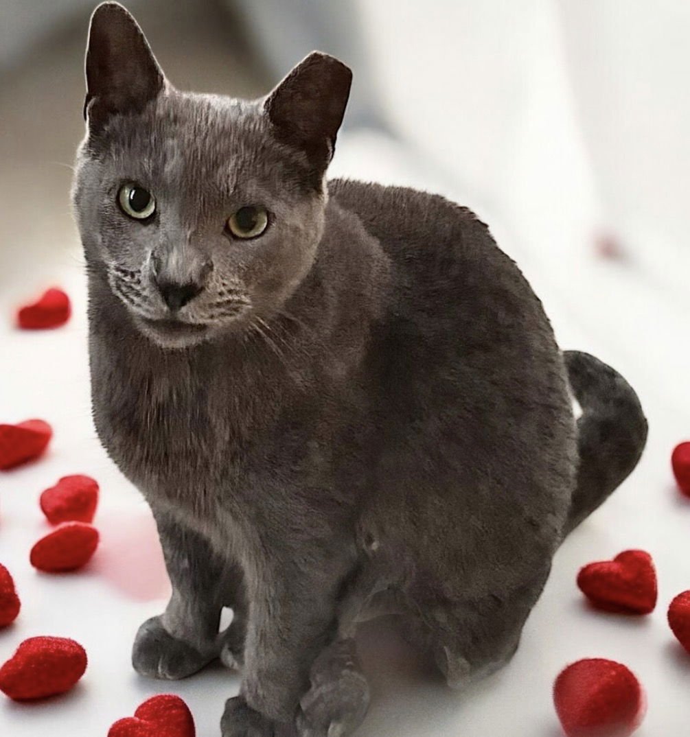 Ash - Kit 6 yrs - Photo 3