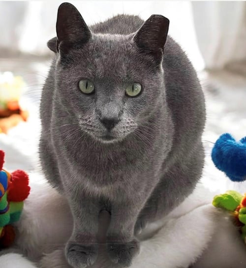 ASH - KIT 6 YRS - Domestic Short Hair available for adoption