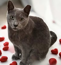 Ash - Kit 6 yrs - Photo 3