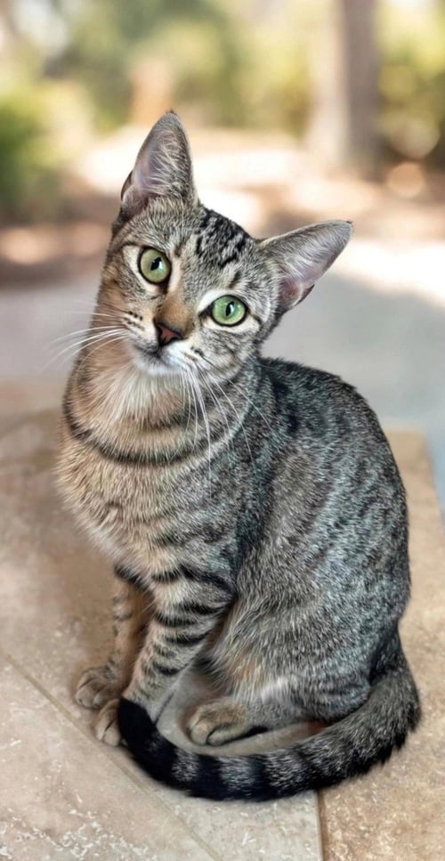 MABEL - KIT 1YR - Tabby available for adoption