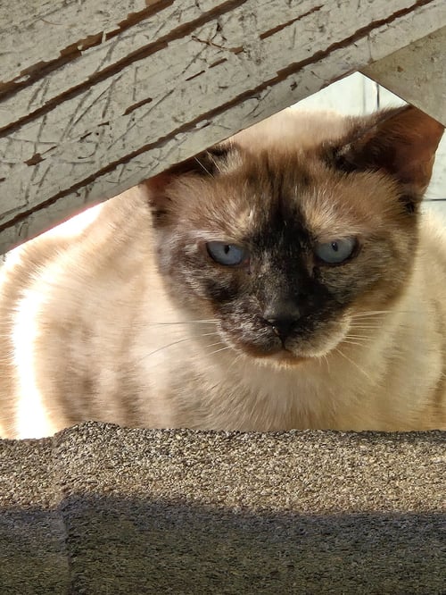 MAMA PANAMA MAY - Siamese / Tortoiseshell available for adoption
