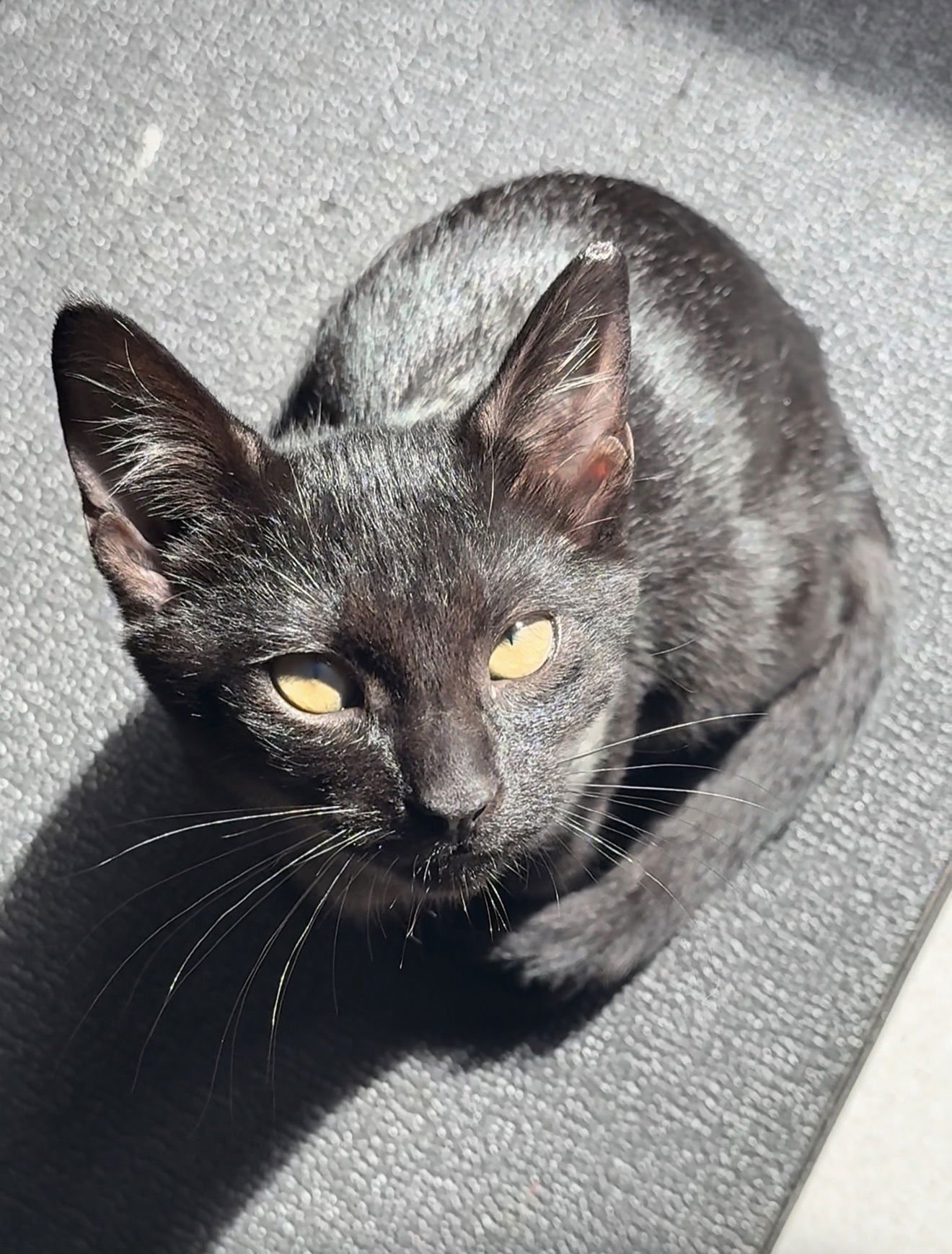 SUEDE - Domestic Short Hair available for adoption