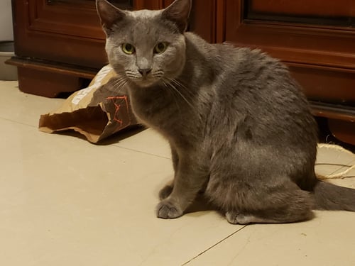 LOTUS MAY - Russian Blue / Domestic Short Hair for adoption in Boca Raton