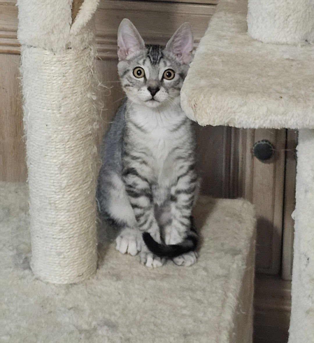 FINN.      ML - Domestic Short Hair available for adoption