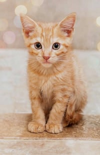 Nash - Kit 3mth - Photo 1