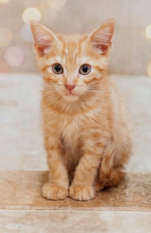 NASH - KIT 3MTH - Domestic Short Hair available for adoption