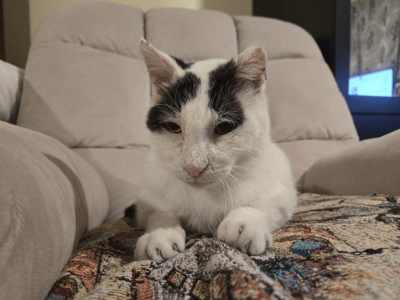 BUBBLES KM - Domestic Short Hair available for adoption