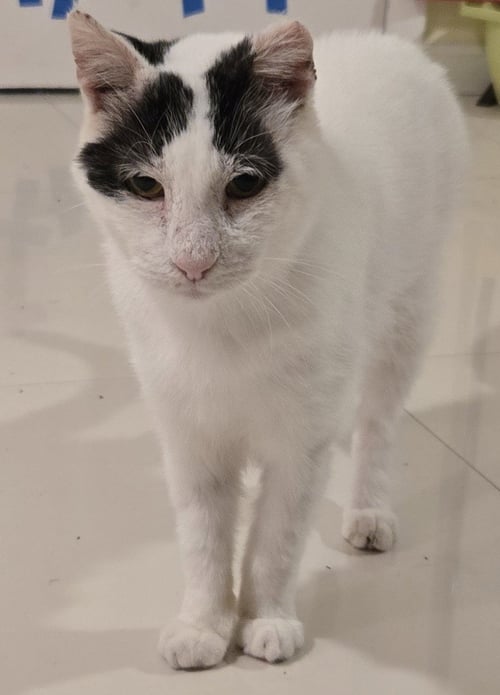 BUBBLES KM - Domestic Short Hair for adoption in Boca Raton