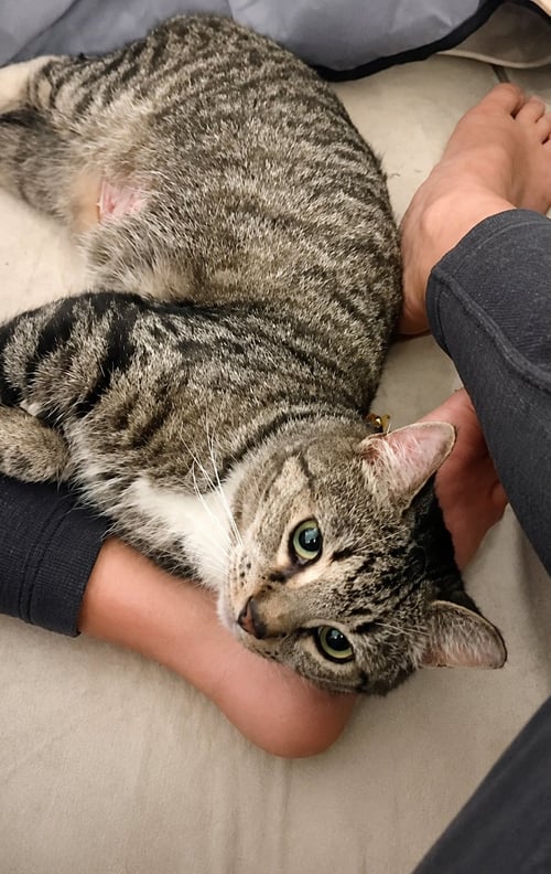 TWIX MAY SH - Domestic Short Hair for adoption in Boca Raton