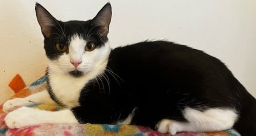 BENNIE KS - Domestic Short Hair for adoption in Boca Raton