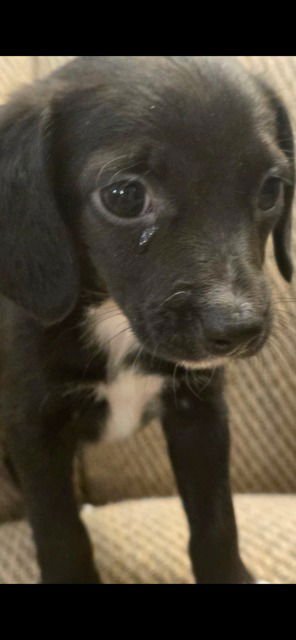 LENNY - Dachshund / Beagle available for adoption
