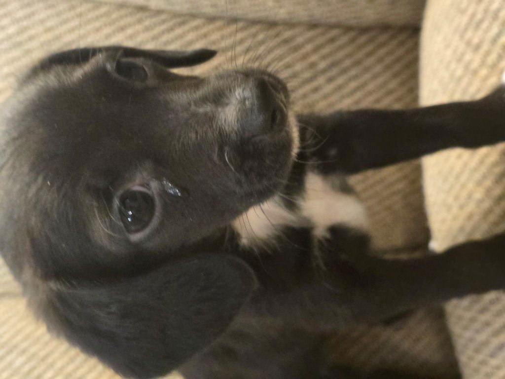 LENNY - Dachshund / Beagle available for adoption