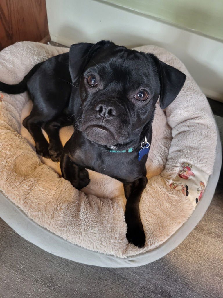 FRANKIE - Pug / Dachshund available for adoption