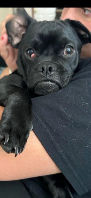FRANKIE - Pug / Dachshund available for adoption