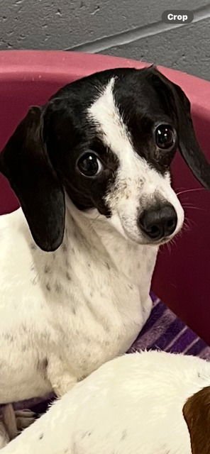 LOTTIE         FD - Dachshund / Beagle available for adoption