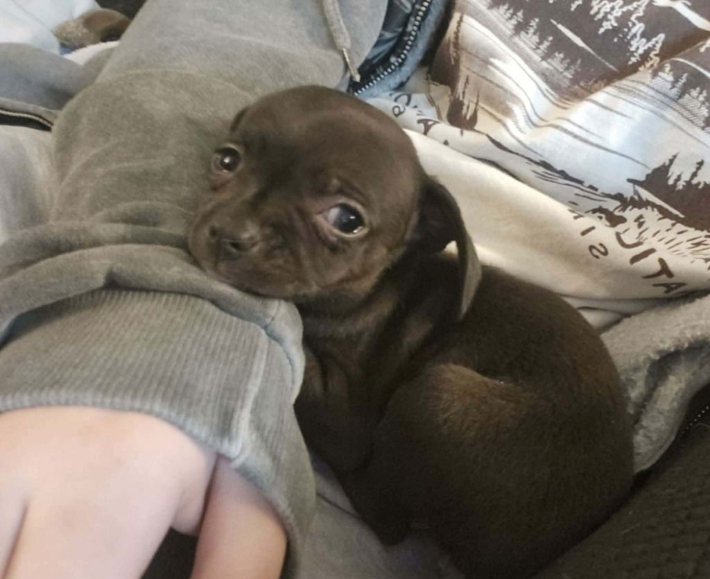 LINK - Dachshund / Beagle available for adoption