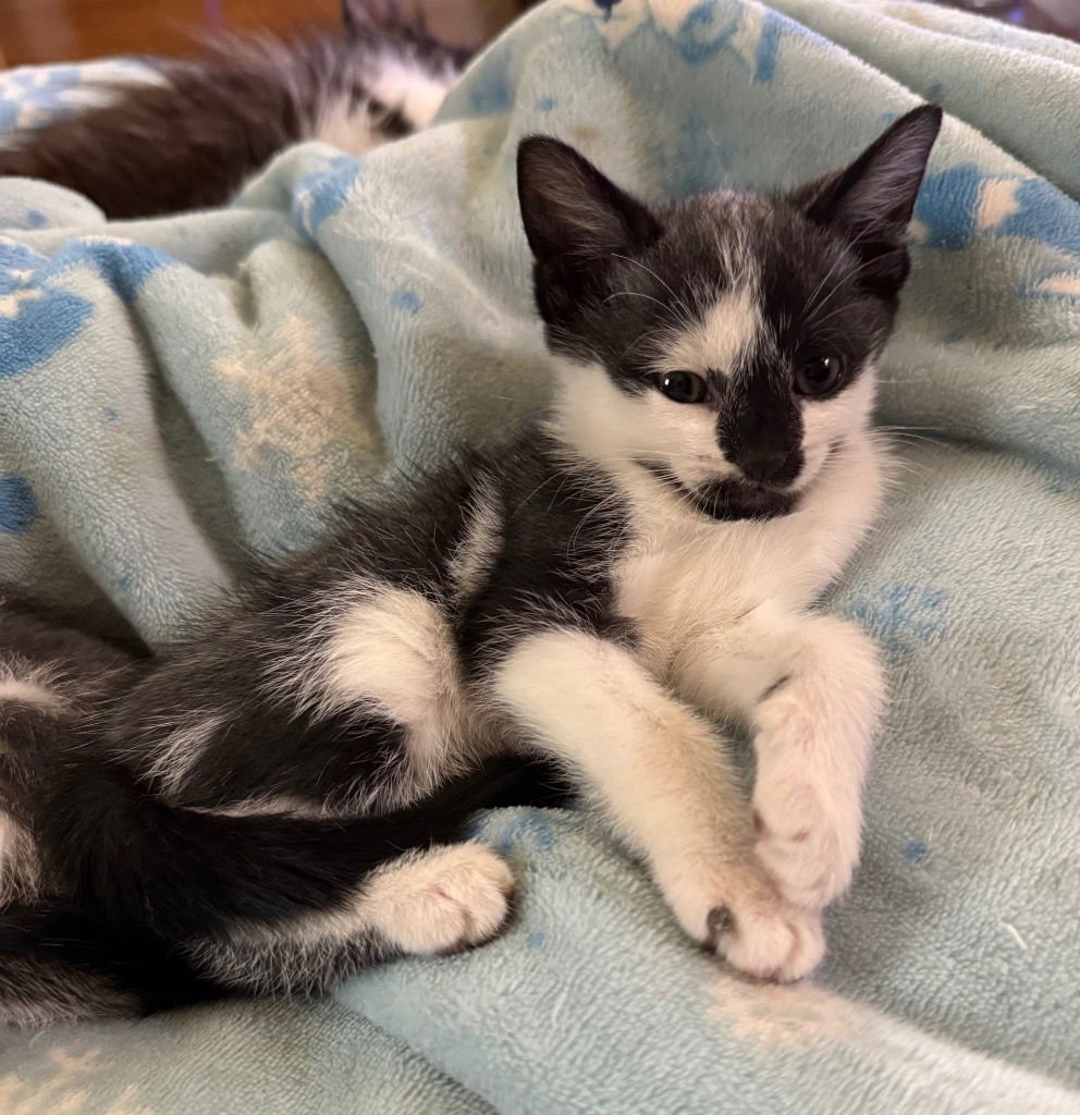 ABBY - Domestic Short Hair available for adoption