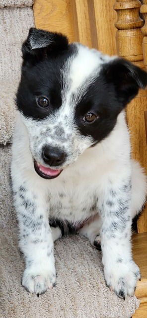 MATILDA - Australian Cattle Dog/Blue Heeler / Border Collie available for adoption